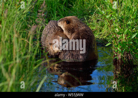 Deux castors 'Castor canadensis', saluant et se toilettant dans un endroit isolé de leur étang de castors. Banque D'Images