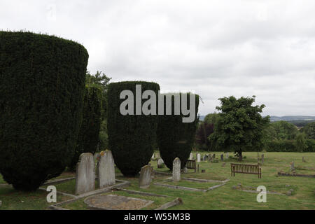 Des ifs taillés dans l'église de St Marie la Vierge, l'Église Chiddingstone, Kent Angleterre Banque D'Images