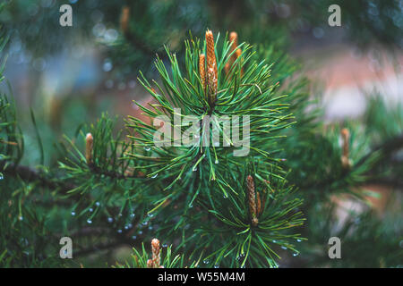 Sapin branche avec des cônes. Les aiguilles de l'épinette sur les gouttes. La direction générale de pins verts close-up sur fond naturel vert. Pin. Résumé de vert Banque D'Images