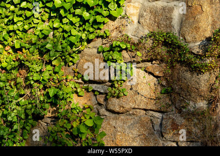 Mur de pierres de taille irrégulière recouvert d'herbe à puce dans la lumière du matin chaud Banque D'Images