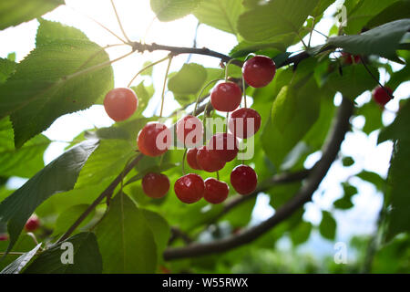 Petite cerise, Nain Nain rouge mûre cerises sur une branche d'arbre Banque D'Images