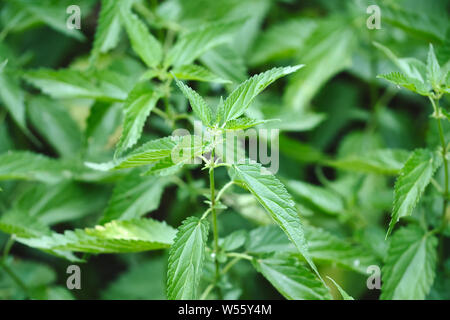 Urtica dioica 'usine', souvent connu sous le nom d'ortie commune, l'ortie ou feuille d'ortie, ou juste un stinger ou d'ortie Banque D'Images