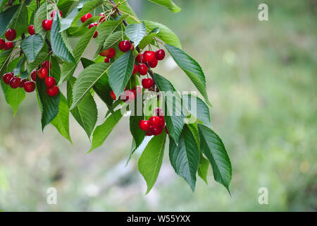 Cerise naine rouge mûre, cerise sur le nain Little cherry fruit tree branch Banque D'Images