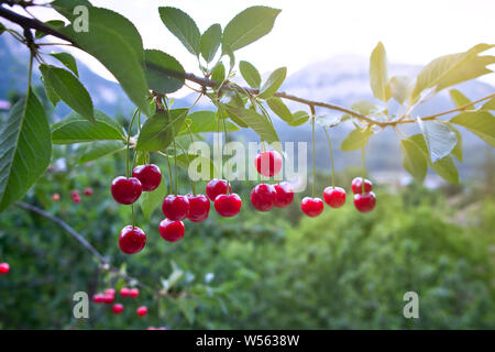 Les cerises douces sur cherry tree branch, le griottier arbre dans la lumière du soleil et jardin Banque D'Images