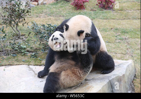 Le panda géant 'twins' et 'Xingfan 269 Shuncheng Avenue' jouer ensemble, car ils rencontrent le public pour la première fois après son installation dans la forêt à Nantong Nantong Banque D'Images