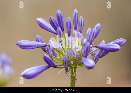 Agapanthus africanus, lis de l'Afrique. Le muguet nil. Libre. Stade de préfloraison. UK Banque D'Images