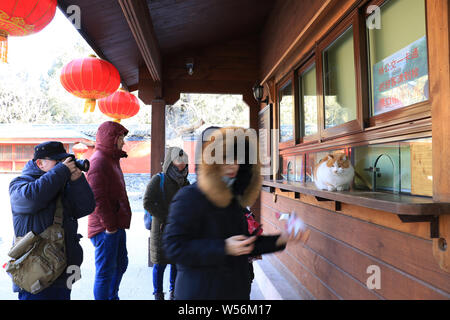 Un chat errant est représenté à la billetterie dans le Temple de Wofo Jardin botanique de Beijing à Beijing, Chine, 17 février 2019. Deux chats errants beco Banque D'Images