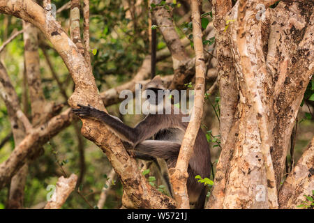 Wild Gibbon singe dans un arbre, parc national de Yala, au Sri Lanka Banque D'Images