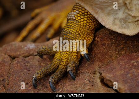 Gros plan des pieds iguanas et des ongles tranchants sur une roche avec un arrière-plan flou Banque D'Images