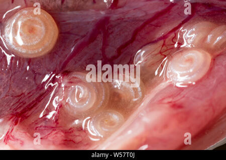 Les vers nématodes parasites, ou des vers anisakis, dans la cavité abdominale d'un maquereau (Scomber scombrus), qui a été pris sur la tige et la ligne de la Fra Banque D'Images