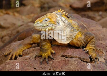 Gros plan d'un iguana jaune sur un rocher en regardant vers l'appareil photo avec un arrière-plan flou Banque D'Images