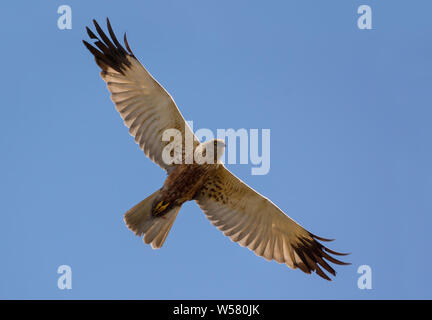 L'Ouest mâles adultes le busard s'élance en vol haut dans Ciel bleu avec des ailes spreaded Banque D'Images