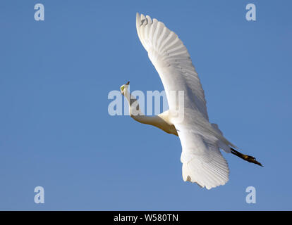 Des profils Grande Aigrette vole avec les ailes entièrement répandu d'en haut et le cou tordu whimsically Banque D'Images