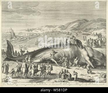 Des baleines échouées à Berckhey, 1598 Une baleine de 70 mètres de long, échoué sur la côte de la mer, entre Néerlandais et Schevelingen Sprokkelmaandt Katwyk, en 1598, (titre sur l'objet), 2 février 1598. Sur la plage, Berckhey entre Scheveningen et de Katwijk est un grand cachalot échoué. Au premier plan quelques cavaliers, derrière les défenseurs des animaux et des voitures sur la plage. Après la copie original par Jacob. Sans titre by Munier, natation : mammifères (baleines animal mourant, la mort de l'animal, animal mort), Katwijk, Scheveningen, Gilliam van der Gouwen (mentionné sur l'objet), Haarlem, 1679 - 1681, papier, gravure, h 275 mm × W 338 mm Banque D'Images