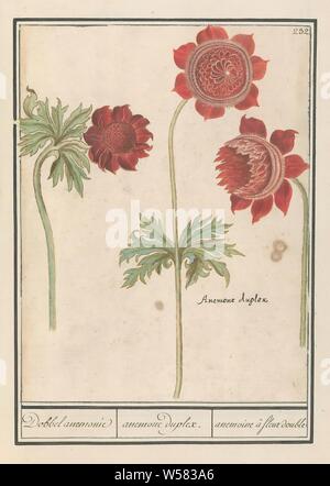 La pivoine (Paeonia) et d'Anemone (Anemone) Dice anemonie / anemone duplex. / Anemoine une fleur double (titre sur l'objet), l'anémone rouge. En haut à droite numéroté : 232. Juste le nom latin. Une partie du troisième album avec des dessins de fleurs et de plantes. Dixième de douze albums avec dessins d'animaux, oiseaux et plantes connues autour de 1600, commandé par l'empereur Rodolphe II. Avec des explications en français, latin et français., fleurs : anemone, Anselmus Boetius De Boodt, 1596 - 1610, le papier, l'aquarelle (peinture), plate-forme de la peinture, de la craie, encre, stylo, h 250 mm × W 190 mm Banque D'Images