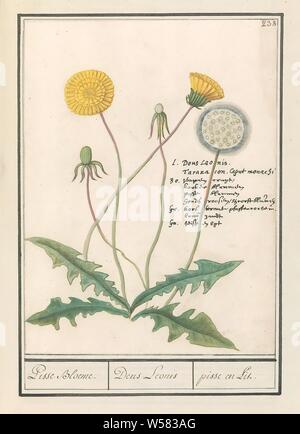 Le pissenlit (Taraxacum officinale) Bloeme Corneille Michel Ii. / Dens Leonis / allumé et corneille michel ii (titre sur l'objet), le pissenlit. En haut à droite numéroté : 238. Juste les noms en quatre langues. Une partie du troisième album avec des dessins de fleurs et de plantes. Dixième de douze albums avec dessins d'animaux, oiseaux et plantes connues autour de 1600, commandé par l'empereur Rodolphe II. Avec explication en néerlandais, le latin et le français., fleurs (avec un nom), Anselmus Boetius De Boodt, 1596 - 1610, le papier, l'aquarelle (peinture), plate-forme de la peinture, de la craie, encre, stylo, h 239 mm × W 179 mm Banque D'Images