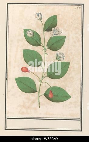 Famille des Myrtaceae Myrtle (probablement). Plante inconnue avec des fleurs blanches et de petits fruits rouges en forme de poire. En haut à droite numéroté : 258. Une partie du troisième album avec des dessins de fleurs et de plantes. Dixième de douze albums avec dessins d'animaux, oiseaux et plantes connues autour de 1600, commandé par l'empereur Rodolphe II. Avec des explications en français, latin et français, Anselmus Boetius De Boodt, 1596 - 1610, le papier, l'aquarelle (peinture), plate-forme de la peinture, de la craie, encre, stylo, h 235 mm × W 151 mm Banque D'Images