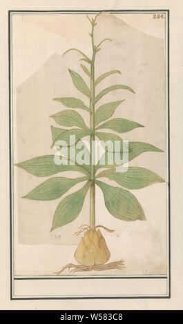 Plante inconnue, ampoule, la tige et les feuilles d'une plante inconnue. En haut à droite numéroté : 284. Une partie du troisième album avec des dessins de fleurs et de plantes. Dixième de douze albums avec dessins d'animaux, oiseaux et plantes connues autour de 1600, commandé par l'empereur Rodolphe II. Avec des explications en français, latin et français., de plantes et d'herbes, Anselmus Boetius De Boodt, 1596 - 1610, le papier, l'aquarelle (peinture), plate-forme de la peinture, de la craie, pinceau, h 312 mm × W 180 mm Banque D'Images