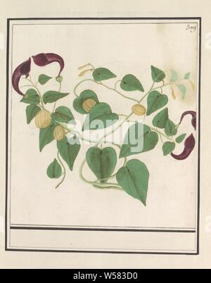 Plante inconnue, peut-être une plante de la famille de l'Arum. En haut à droite numéroté : 309. Une partie de la quatrième album avec des dessins de fleurs et de champignons. Onzième des douze albums avec dessins d'animaux, oiseaux et plantes connues autour de 1600, commandé par l'empereur Rodolphe II. Avec explication en Néerlandais, Français et Latin, fleurs, Anselmus Boetius De Boodt, 1596 - 1610, le papier, l'aquarelle (peinture), plate-forme de la peinture, de la craie, pinceau, h 210 mm × W 190 mm Banque D'Images