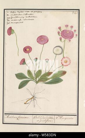 Bellis perennis (Daisy), Daisy, Cassauwen. / Bellis, duplex, Alba et prolifera. / Marguerites. (Titre sur l'objet), Daisy rose avec fleurs doubles. Avec une grue voler. En haut à droite numéroté : 320. En haut à gauche le nom en cinq langues. Une partie de la quatrième album avec des dessins de fleurs et de champignons. Onzième des douze albums avec dessins d'animaux, oiseaux et plantes connues autour de 1600, commandé par l'empereur Rodolphe II. Avec explication en Néerlandais, Français et Latin, fleurs (DAISY), Insectes (tipule), Anselmus Boetius De Boodt, 1596 - 1610, le papier, l'aquarelle (peinture), plate-forme de la peinture, de la craie, encre, stylo, h 240 Banque D'Images