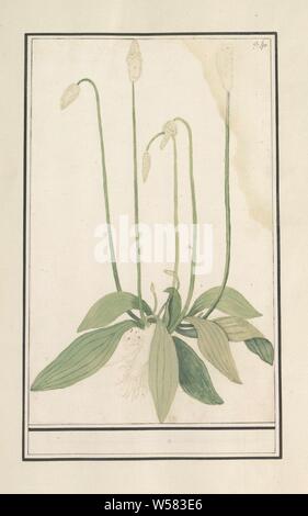 Grand plantain (Plantago major), grand plantain. En haut à droite numéroté : 340. Une partie de la quatrième album avec des dessins de fleurs et de champignons. Onzième des douze albums avec dessins d'animaux, oiseaux et plantes connues autour de 1600, commandé par l'empereur Rodolphe II. Avec explication en Néerlandais, Français et Latin, Anselmus Boetius De Boodt, 1596 - 1610, le papier, l'aquarelle (peinture), plate-forme de la peinture, de la craie, pinceau, h 280 mm × W 179 mm Banque D'Images