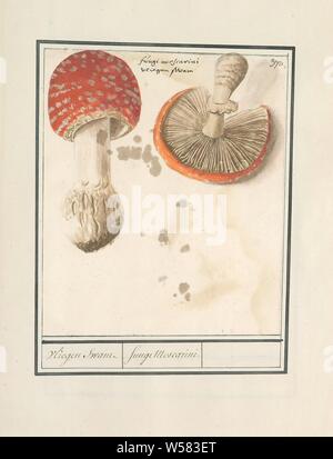 Agaric Fly (Amanita muscaria), Fly agarics. En haut à droite numéroté : 370. En haut le nom latin et français. Une partie de la quatrième album avec des dessins de fleurs et de champignons. Onzième des douze albums avec dessins d'animaux, oiseaux et plantes connues autour de 1600, commandé par l'empereur Rodolphe II. Avec explication en Néerlandais, Français et Latin, champignons, Anselmus Boetius De Boodt, Praag, 1596 - 1610, le papier, l'aquarelle (peinture), plate-forme de la peinture, de la craie, pinceau, h 190 mm × W 162 mm Banque D'Images