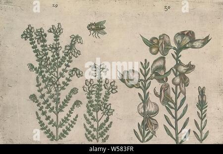 Heath (Erica tetralix) et de balais bush (Catégorie : Augmente Melangez junceum), Heath et de balais (bush ou un balai). Avec l'abeille. Fig. 29 et 30 sur une feuille numéroté à la main 16. Dans : Anselmi Boetii de Boot I.C. Brugensis & Rodolphi II. Imp. Un cubiculis medici. Roman Florum, ac fructuum selectiorum herbarum, icones, & vires pleraeque ignotae hactenus. Une partie de l'album avec des feuilles et plaques d'herbier de Boodts de 1640. Le douzième des douze albums avec aquarelles d'animaux, oiseaux et plantes connues autour de 1600, commandé par l'empereur Rodolphe II, anonyme, 1604 - 1632 et/ou 1640, papier, encre, aquarelle (peinture Banque D'Images