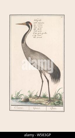 European Crane (Grus grus), de Craene. / Grus. / Grue. (Titre sur l'objet), d'une grue. En haut à droite : numérotée 15. En haut le nom en neuf langues. Une partie du troisième album de dessins d'oiseaux. Cinquième de douze albums avec dessins d'animaux, oiseaux et plantes connues autour de 1600, commandé par l'empereur Rodolphe II. Avec des explications en français, latin et français, Port-d'oiseaux et d'une pataugeoire-birds : grue, Anselmus Boetius De Boodt, 1596 - 1610, le papier, l'aquarelle (peinture), peinture de pont, crayon, craie, encre, stylo, h 285 mm × W 169 mm Banque D'Images