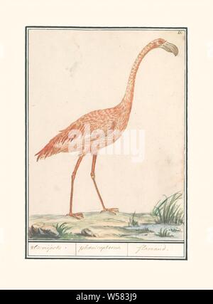 Flamingo (Phoenicopterus roseus commun), vlaemijnck. / Phaenicopteros. / Flamand. (Titre sur l'objet), European Flamingo. En haut à droite : numérotée 21. Une partie du troisième album de dessins d'oiseaux. Cinquième de douze albums avec dessins d'animaux, oiseaux et plantes connues autour de 1600, commandé par l'empereur Rodolphe II. Avec explication en Néerlandais, Français et Latin, les oiseaux de rivage et les échassiers (avec nom), Anselmus Boetius De Boodt, 1596 - 1610, le papier, l'aquarelle (peinture), peinture, crayon, pinceau, craie, h 242 mm × W 180 mm Banque D'Images