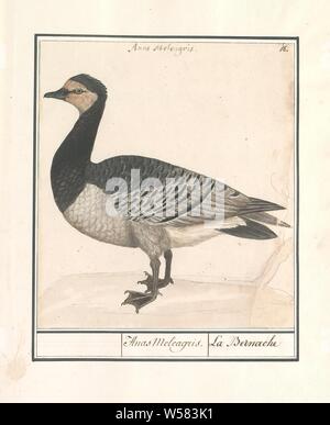 Bernache nonnette (Branta leucopsis), Anas Meleagris. / La Bernache (titre sur l'objet), Bernache nonnette. En haut à droite : numérotée 18. En haut le nom latin. Une partie du troisième album de dessins d'oiseaux. Cinquième de douze albums avec dessins d'animaux, oiseaux et plantes connues autour de 1600, commandé par l'empereur Rodolphe II. Avec explication en Néerlandais, Français et Latin, Anselmus Boetius De Boodt, 1596 - 1610, le papier, l'aquarelle (peinture), peinture de pont, crayon, craie, encre, stylo, h 208 mm × W 185 mm Banque D'Images