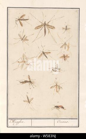 Avec 13 feuilles, Mugghen les moustiques. / Cousins. (Titre sur l'objet), avec douze feuilles et les moustiques tipule et une guêpe-comme insecte, numérotés de 1 à 13. En haut à droite : numérotée 3. Partie de la sixième album avec des dessins de poissons, coquillages et d'insectes. Sixième de douze albums avec dessins d'animaux, oiseaux et plantes connues autour de 1600, commandé par l'empereur Rodolphe II. Avec des explications en français, latin et français, les insectes : moustiques, insectes : wasp, Insectes (tipule), Anselmus Boetius De Boodt, Praag, 1596 - 1610, papier, crayon, craie, aquarelle (peinture), plate-forme de la peinture, l'encre, stylo, h 290 mm × W 186 mm Banque D'Images