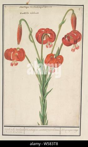 Red lily (Lilium), bain turc turbant. Boucle rouge lily. / / Constantinopolitanum Martagon Martagon rouge (titre sur l'objet), Rouge on. En haut à droite : numérotée 4. En haut à gauche le nom de l'Amérique latine et des Pays-Bas. Une partie du premier album avec des dessins de fleurs et de plantes. Huitième des douze albums avec dessins d'animaux, oiseaux et plantes connues autour de 1600, commandé par l'empereur Rodolphe II. Avec explication en Néerlandais, Français et Latin, fleurs : lily, Anselmus Boetius De Boodt, 1596 - 1610, le papier, l'aquarelle (peinture), plate-forme de la peinture, de la craie, encre, stylo, h 297 mm × W 189 mm Banque D'Images