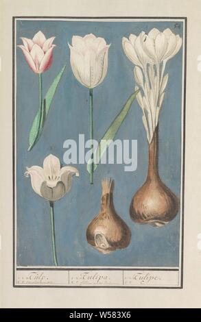 Tulip (Tulipa), Tulip. / Tulipa. / Tulipe. (Titre sur l'objet), quatre et deux bulbes de tulipes blanches sur un fond bleu. En haut à droite : numérotée 54. Une partie du premier album avec des dessins de fleurs et de plantes. Huitième des douze albums avec dessins d'animaux, oiseaux et plantes connues autour de 1600, commandé par l'empereur Rodolphe II. Avec des explications en français, latin et français, des fleurs : tulip, Anselmus Boetius De Boodt, 1596 - 1610, le papier, l'aquarelle (peinture), plate-forme de la peinture, de la craie, pinceau, h 285 mm × W 188 mm Banque D'Images