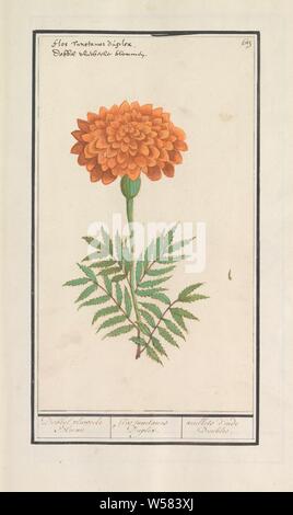 Tagete (Tagetes), velours Dobbel Bloeme / Flos tunetanus en recto verso. / Oeuilles d'inde double. (Titre sur l'objet), Orange tag. En haut à droite : numérotée 63. En haut à gauche le nom de l'Amérique latine et des Pays-Bas. Une partie du premier album avec des dessins de fleurs et de plantes. Huitième des douze albums avec dessins d'animaux, oiseaux et plantes connues autour de 1600, commandé par l'empereur Rodolphe II. Avec explication en Néerlandais, Français et Latin, fleurs (avec un nom), Anselmus Boetius De Boodt, 1596 - 1610, le papier, l'aquarelle (peinture), plate-forme de la peinture, de la craie, encre, stylo, h 275 mm × W 158 mm Banque D'Images