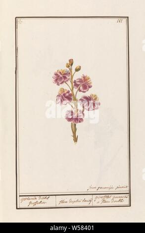 Giroflée (Erysimum cheiri) groffelier dés flammé. / Flore duplici veyrieg. / Girofflet panaché d'une fleur double (titre sur l'objet), Wallflower (double fleur). En haut à droite numéroté : 111. En haut à gauche sont indiqués par un astérisque. La partie du second album avec des dessins de fleurs et de plantes. Neuvième des douze albums avec dessins d'animaux, oiseaux et plantes connues autour de 1600, commandé par l'empereur Rodolphe II. Avec des explications en français, latin et français., Jan Anton Garemyn (mentionné sur l'objet), Bruges, 1790 - 1799, le papier, l'aquarelle (peinture), peinture, pinceau, h 430 mm × W 270 mm Banque D'Images