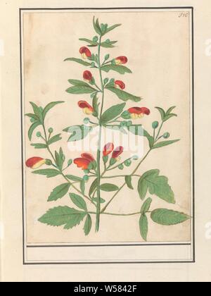 Plante à fleurs rouge-jaune (espèce inconnue), plante à fleurs rouge-jaune (espèce inconnue). En haut à droite numéroté : 176. La partie du second album avec des dessins de fleurs et de plantes. Neuvième des douze albums avec dessins d'animaux, oiseaux et plantes connues autour de 1600, commandé par l'empereur Rodolphe II. Avec des explications en français, latin et français., fleurs, Anselmus Boetius De Boodt, 1596 - 1610, le papier, l'aquarelle (peinture), plate-forme de la peinture, de la craie, stylo, h 265 mm × W 190 mm Banque D'Images