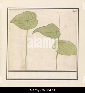 Plante (espèce inconnue), des feuilles d'une plante inconnue, peut-être d'un nénuphar. En haut à droite numéroté : 185. La partie du second album avec des dessins de fleurs et de plantes. Neuvième des douze albums avec dessins d'animaux, oiseaux et plantes connues autour de 1600, commandé par l'empereur Rodolphe II. Avec explication en néerlandais, le latin et le français., de plantes et d'herbes, fleurs : Water-lily, Anselmus Boetius De Boodt, 1596 - 1610, le papier, l'aquarelle (peinture), plate-forme de la peinture, de la craie, stylo, h 167 mm × W 190 mm Banque D'Images