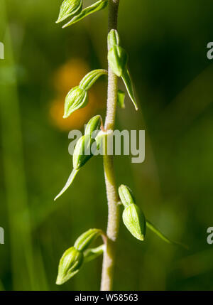 Les jeunes bourgeons à larges feuilles (helleborine Epipactis helleborine) Banque D'Images