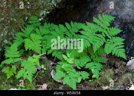 Chêne (fougères Dryopteris linnaeana) Banque D'Images