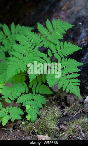 Chêne (fougères Dryopteris linnaeana) Banque D'Images