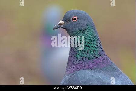 Hot Rock Dove très proche avec portrait d'oiseaux le visage et les yeux en haute définition Banque D'Images