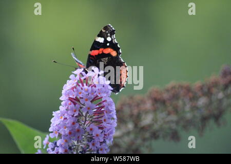 Peacock butterfly se nourrissant de buddleia Banque D'Images