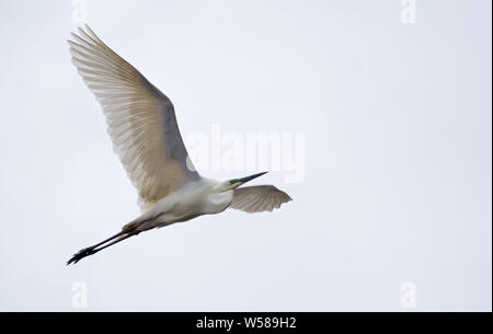Grande Aigrette en vol avec des ailes et de la lumière entièrement spreaded ciel blanc Banque D'Images