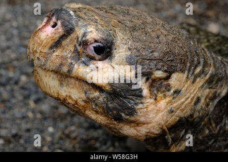 Gros plan de la tête de tortue qui se fixe en regardant l'appareil photo avec arrière-plan flou Banque D'Images