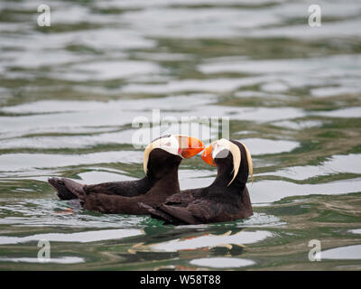 Une paire de macareux moine, Fratercula cirrhata touffetées, au sud de l'île de marbre, Glacier Bay National Park, au sud-est de l'Alaska, USA. Banque D'Images