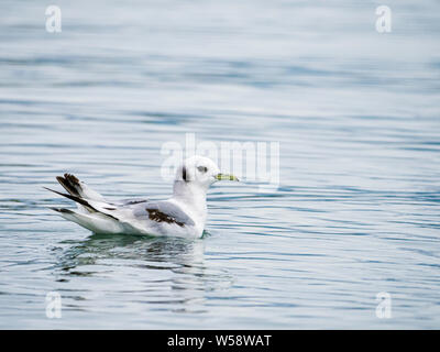 La mouette tridactyle, Rissa tridactyla, au sud de l'île de marbre, Glacier Bay National Park, Alaska, USA. Banque D'Images