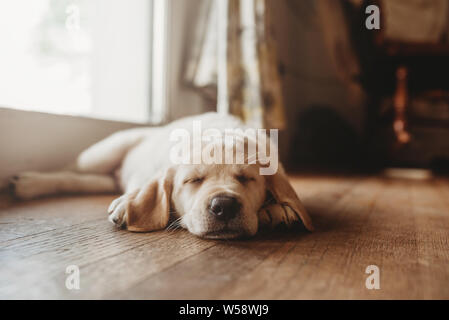 Sleeping Labrador jaune lab puppy Banque D'Images