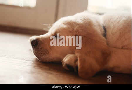 Sleeping Labrador jaune lab puppy Banque D'Images