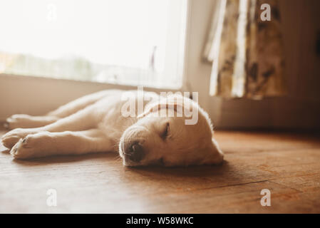 Sleeping Labrador jaune lab puppy Banque D'Images