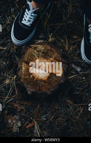 High angle close-up de souche d'arbre Banque D'Images